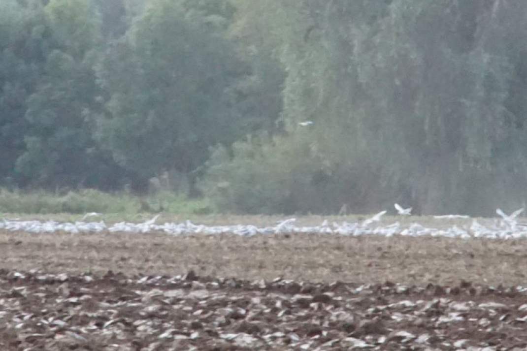 20 hectare demo voor TopBodem in de Betuwe
