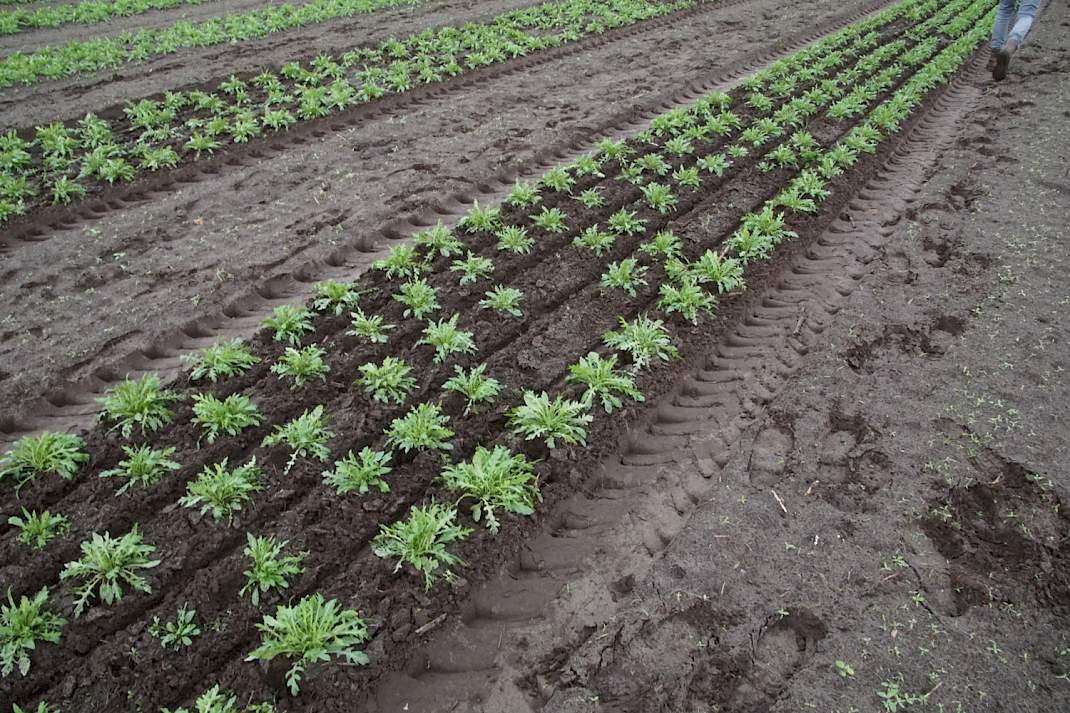 Geschoffelde rucola