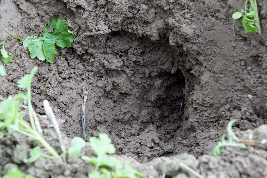 Gang van de woelpoot op 30 centimeter zichtbaar in de grond