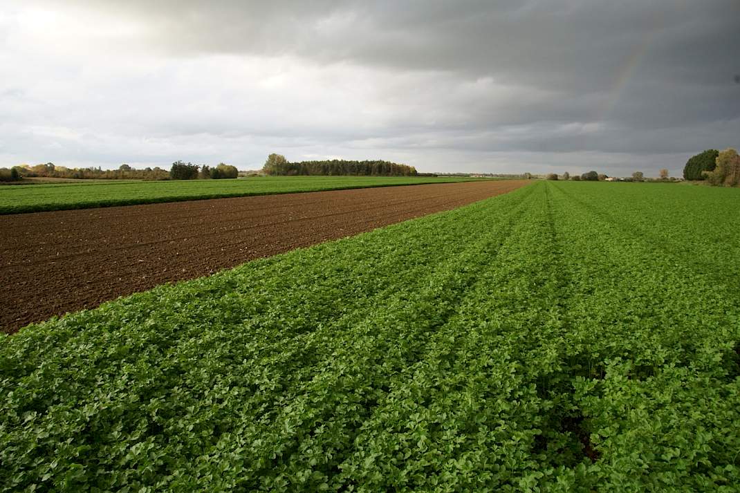 Op zand goed ontwikkelde groenbemester