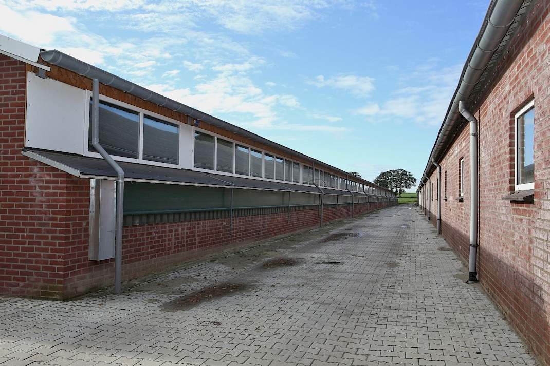 1 ster beter leven, daglicht, varkensstal, varkens