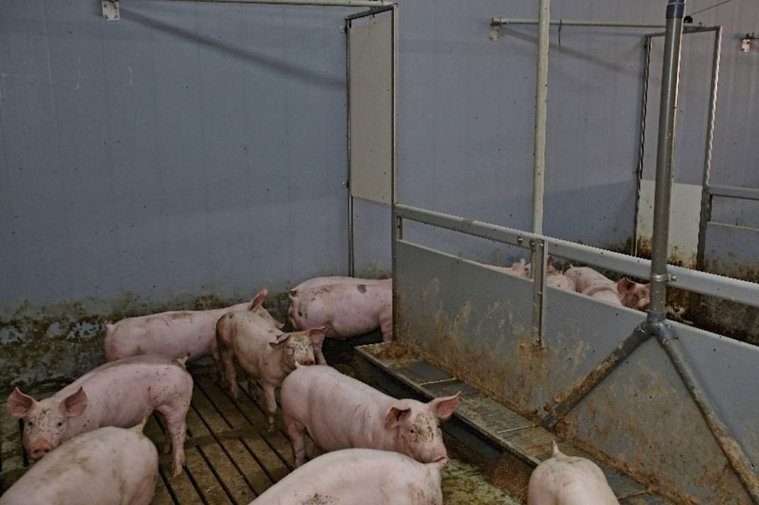 1 ster beter leven, daglicht, varkensstal, varkens, afdelingen
