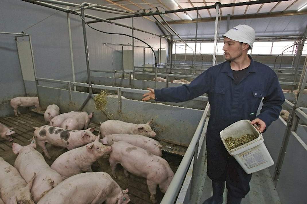 1 ster beter leven, daglicht, varkensstal, varkens, brijvoer, luzerne