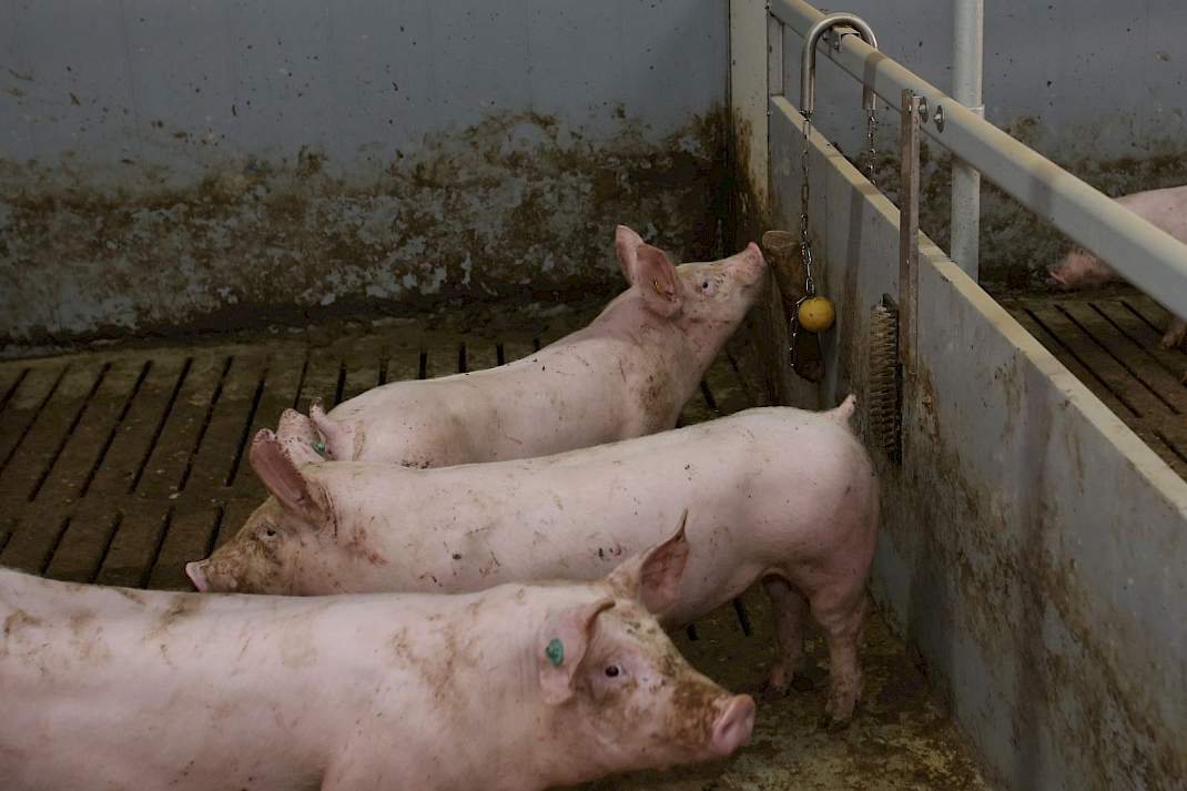 1 ster beter leven, daglicht, varkensstal, varkens, brijvoer, luzerne