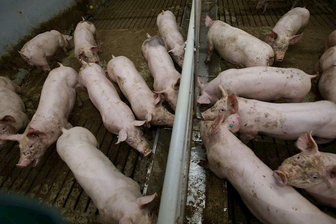 1 ster beter leven, daglicht, varkensstal, varkens, brijvoer