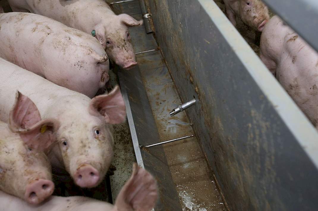 1 ster beter leven, daglicht, varkensstal, varkens, brijvoer, luzerne
