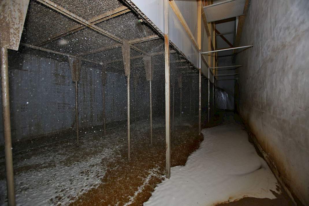 1 ster beter leven, daglicht, varkensstal, varkens, brijvoer, luzerne