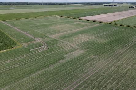 Perceel zaaiuien met valplekken en droogte stress