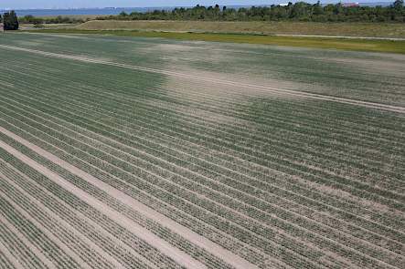 Perceel zaaiuien met valplekken en droogte stress (ZE)