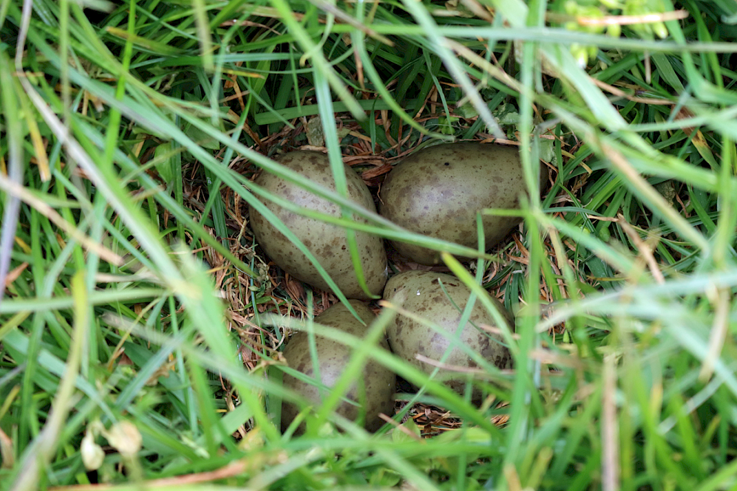 grutto nest