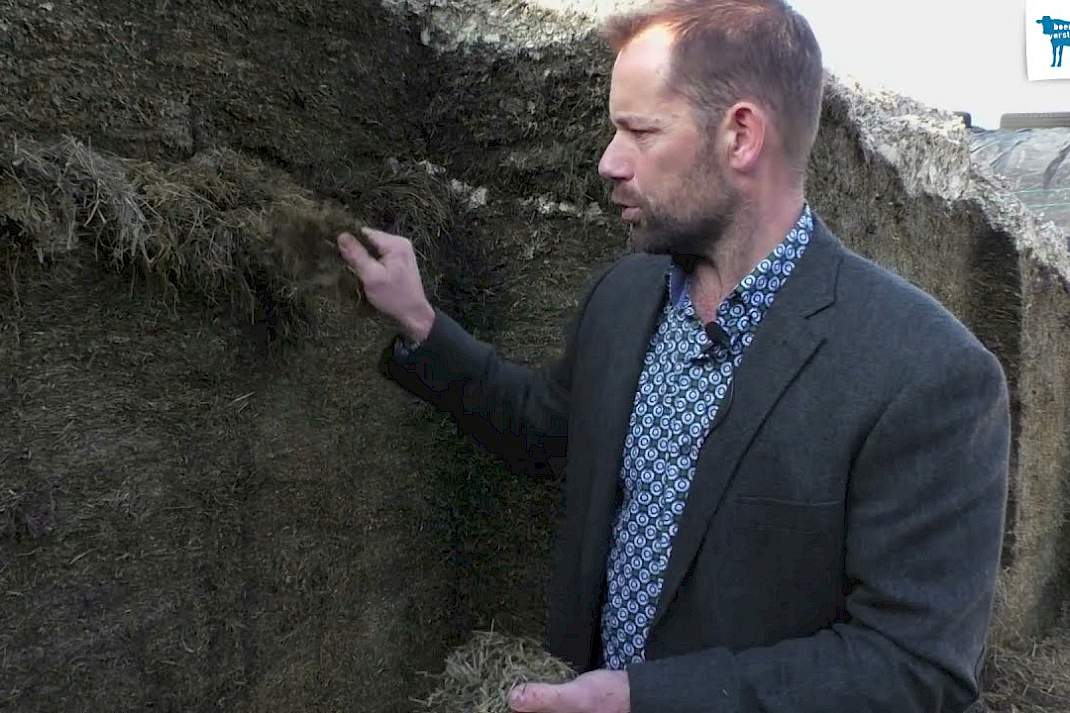 Video: Rantsoen van extensieve koeien in Linschoten onder de loep