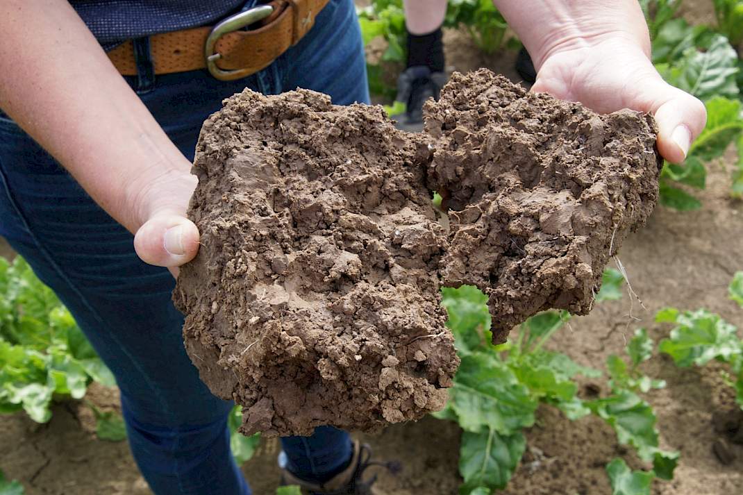 Poreuze grond door groenbemesters