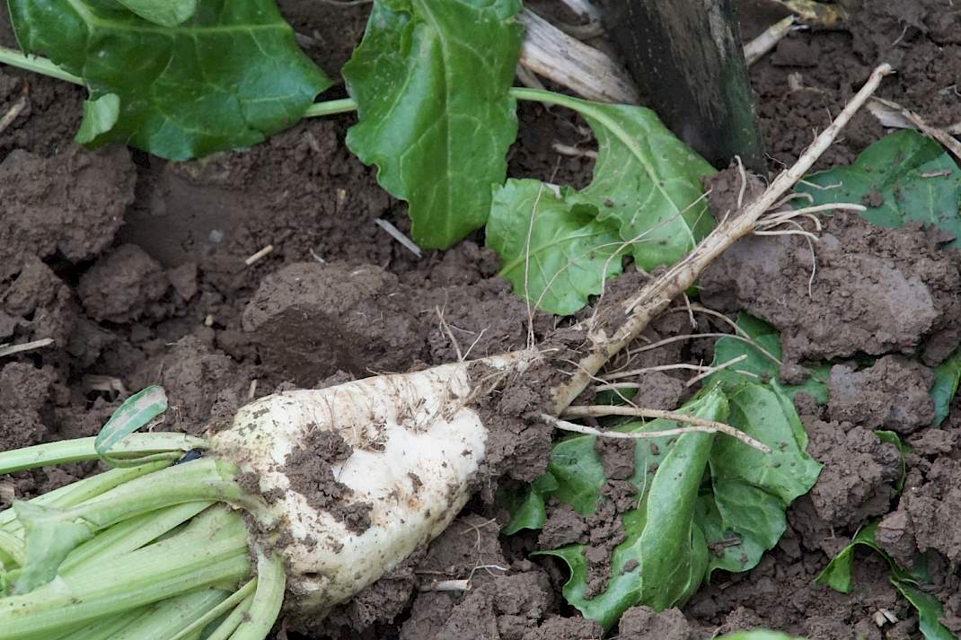 Rechte biet in goede grond
