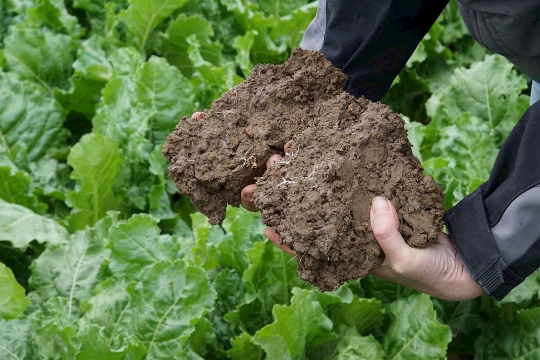 Mooiste grond, structuur en bietengroei.