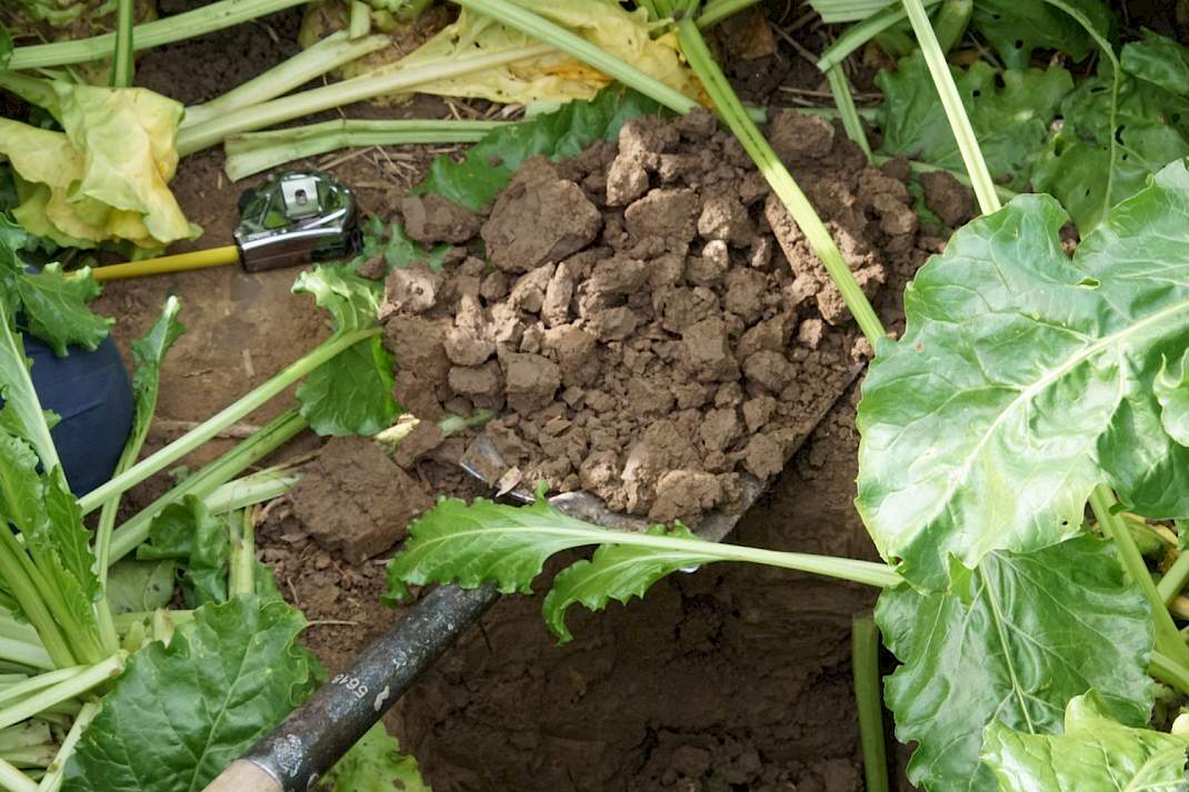 Droog en poreus na woelen en groenbemester