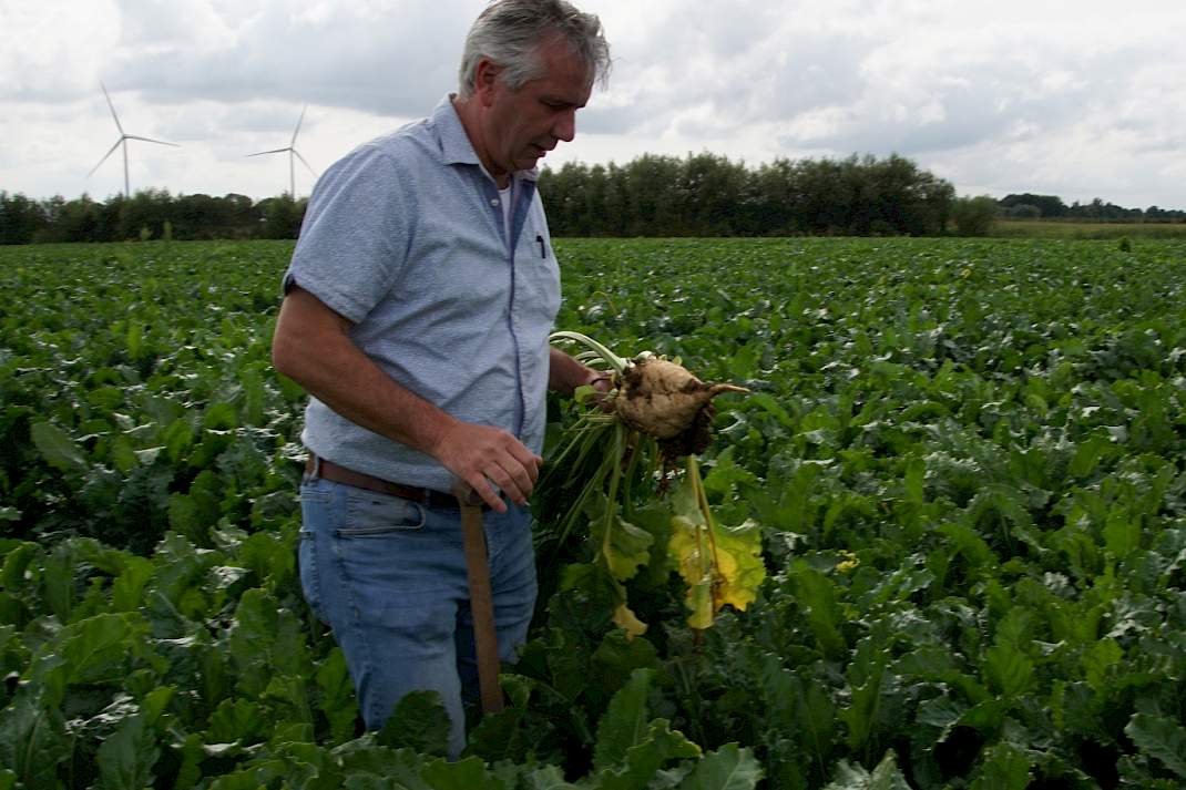 Mooie biet na rotorren en groenbemester
