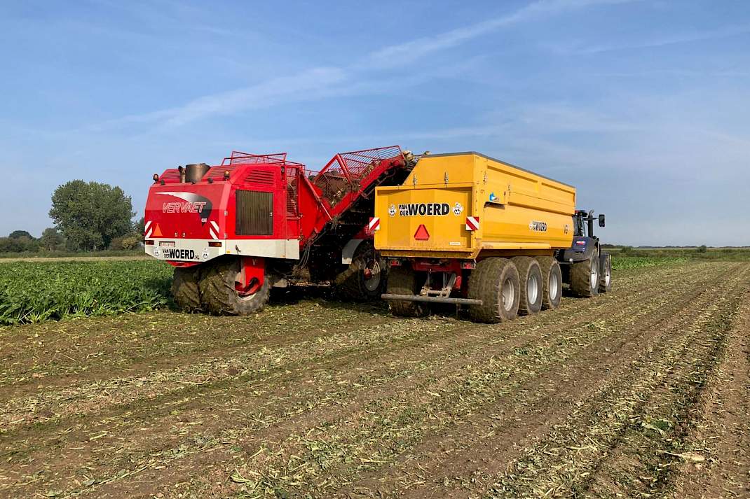 Suikerbieten rooien