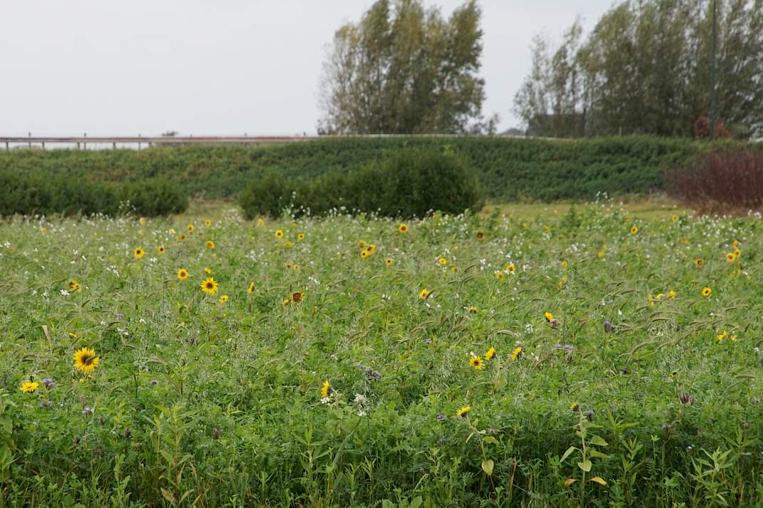 Eigen groenbemestersmensel Westmaas