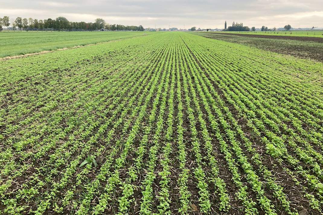 Woelen en rotorkopeg met gele mosterd gezaaid