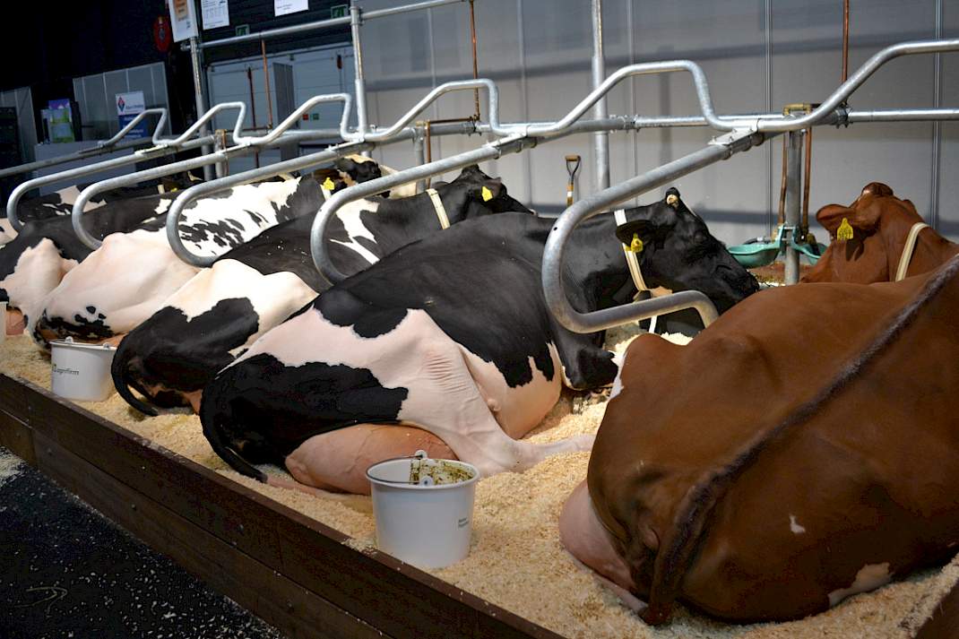 In de stand van KI Kampen ligt een groep van de roodfactorstier De Volmer Dropshot rustig te herkauwen. Het zijn ruime, open koeien, fraai van type, en stevig genoeg om tegen een stootje te kunnen. Wel een stier om te gebruiken op koeien waarbij het onderstel goed in orde is, want op beenwerk scoort hij slechts 98 punten.