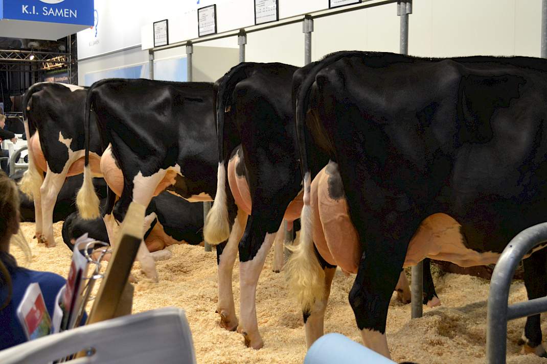 KI Samen toont een groep met drie dochters van de stier Slash, én z'n moeder, rechts vooraan op de foto: de excellente Sandra 2. Slash (Balu x Malki x Minos) is gefokt door de familie Van de Riet uit Markelo.