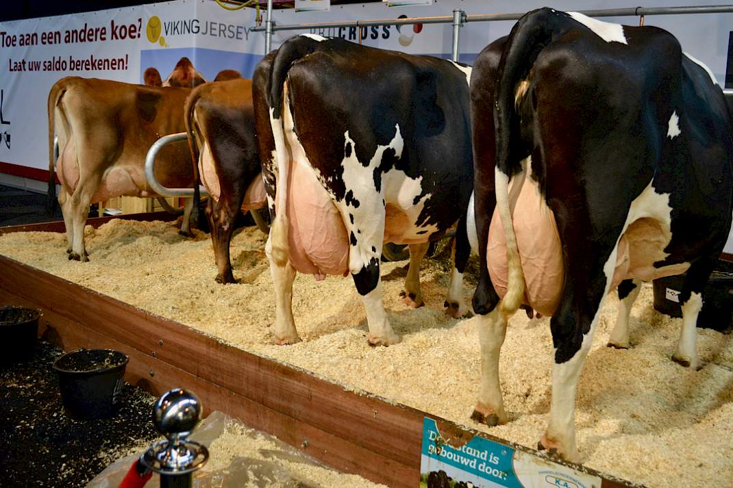 Op de ProCross-stand van Koole en Liebregts valt een gruwelijk beste koe op: Leida 202, half Montbéliarde, half Holstein. Ze is zesdekalfs, voorspeld op ruim 16.000 kilo melk, en ze geeft momenteel dik 53 liter daags, met 4,15 vet en 3,60 eiwit.