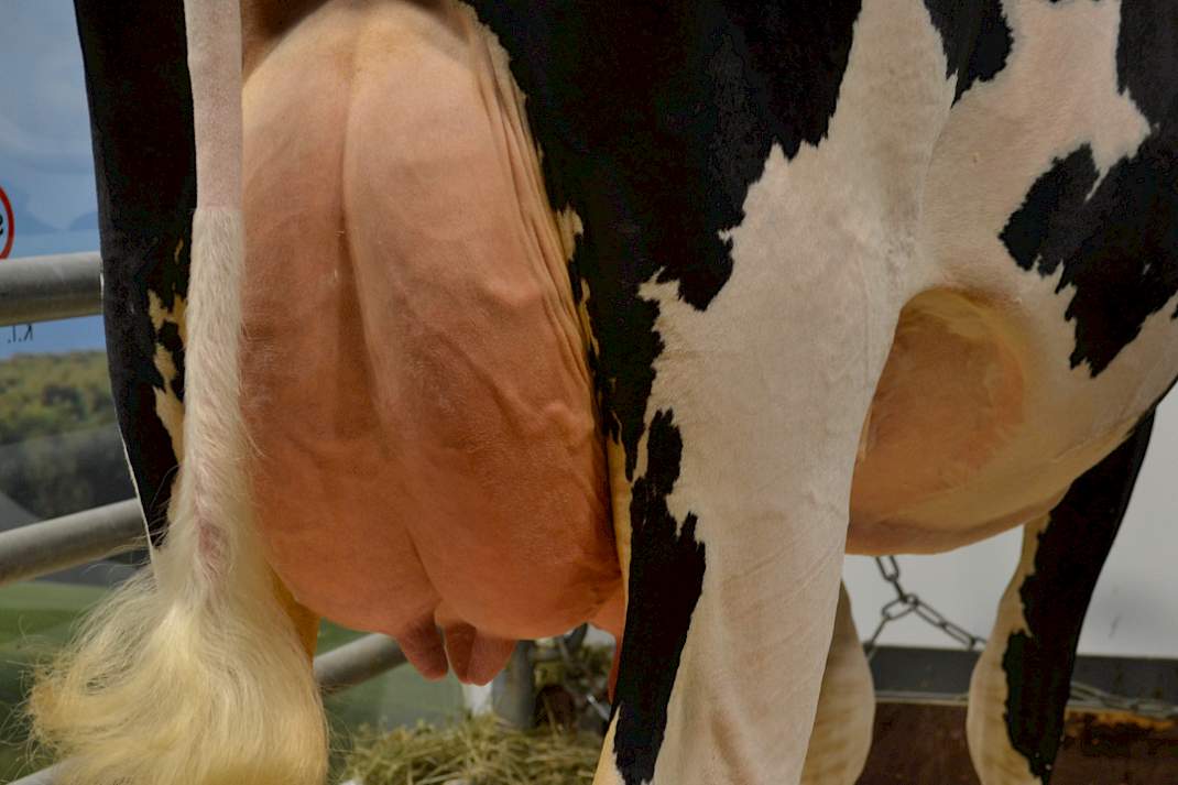 Slash staat bekend als pinkenstier. Hij vererft laatrijpe dochters met positieve gezondheidskenmerken, looft KI Samen. Hij scoort uitstekend op uiergezondheid (106), speenlengte, ophangband, achterspeenplaatsing en achteruierhoogte. Klein minpuntje is de uierdiepte (99).