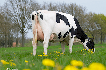 OH DG Rubellia, de moeder van Rubels-Red