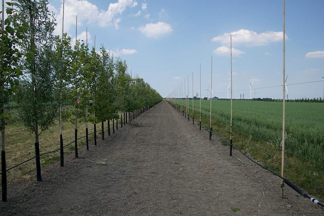Agroforestry