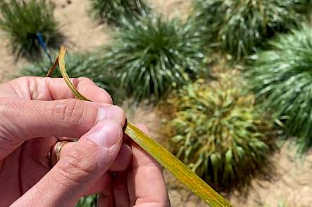 Kroonroest op blad