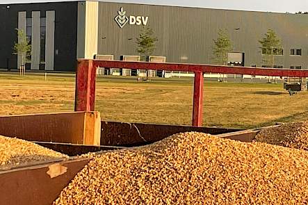 DSV Champion wintertarwe