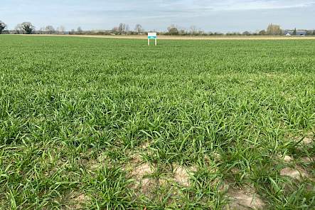 DSV Champion wintertarwe 13 april 2022