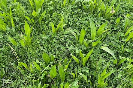 DSV Buffer & Braak 1