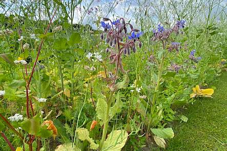 DSV Wildlife Perennial