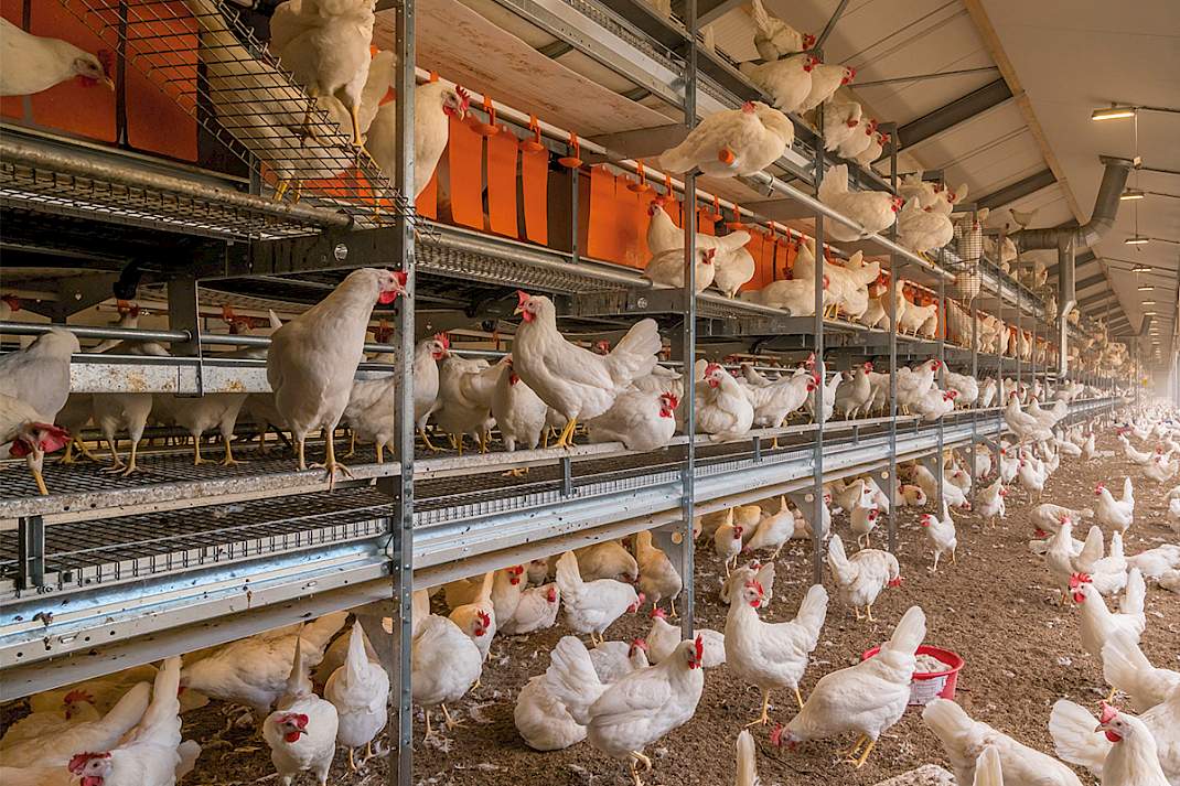 De Natura Step wordt voor de scharrel- en Freilandhuisvesting van leghennen gebruikt (brochurefoto)