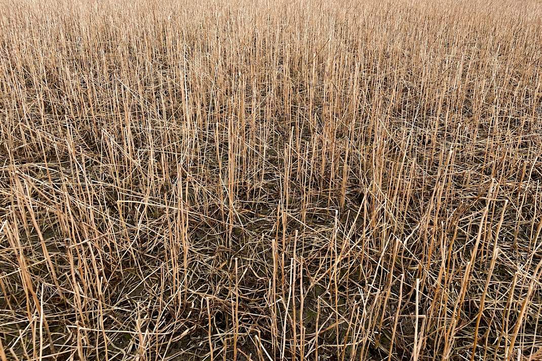 Pas na de winter gaat Kuijpers de groenbemester inwerken.