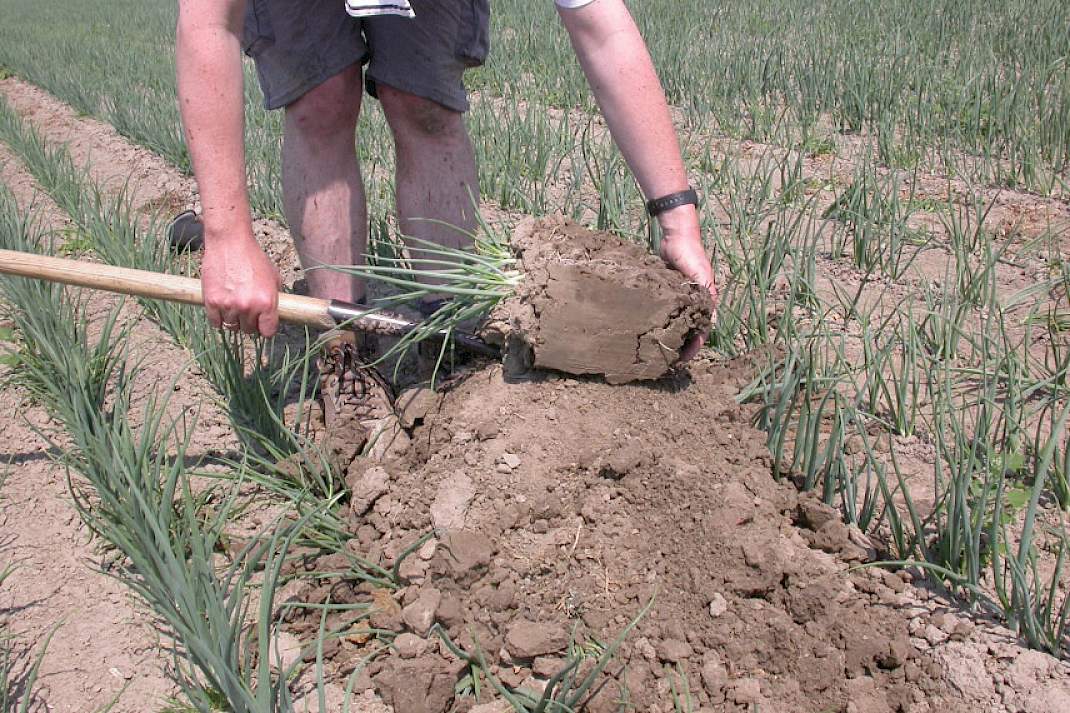 3. Leg de kluit op de grond