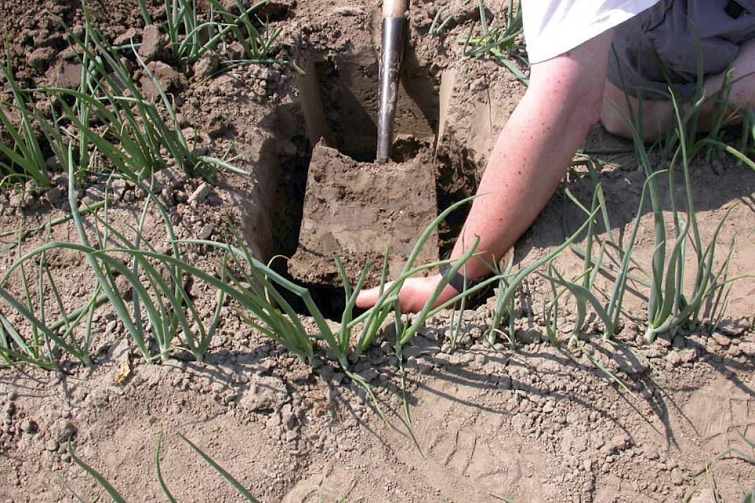 6. Steek een kluit uit de ondergrond tot 50cm diepte en beoordeel deze
