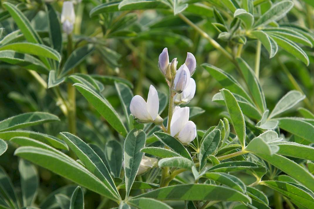 Lupine bloem