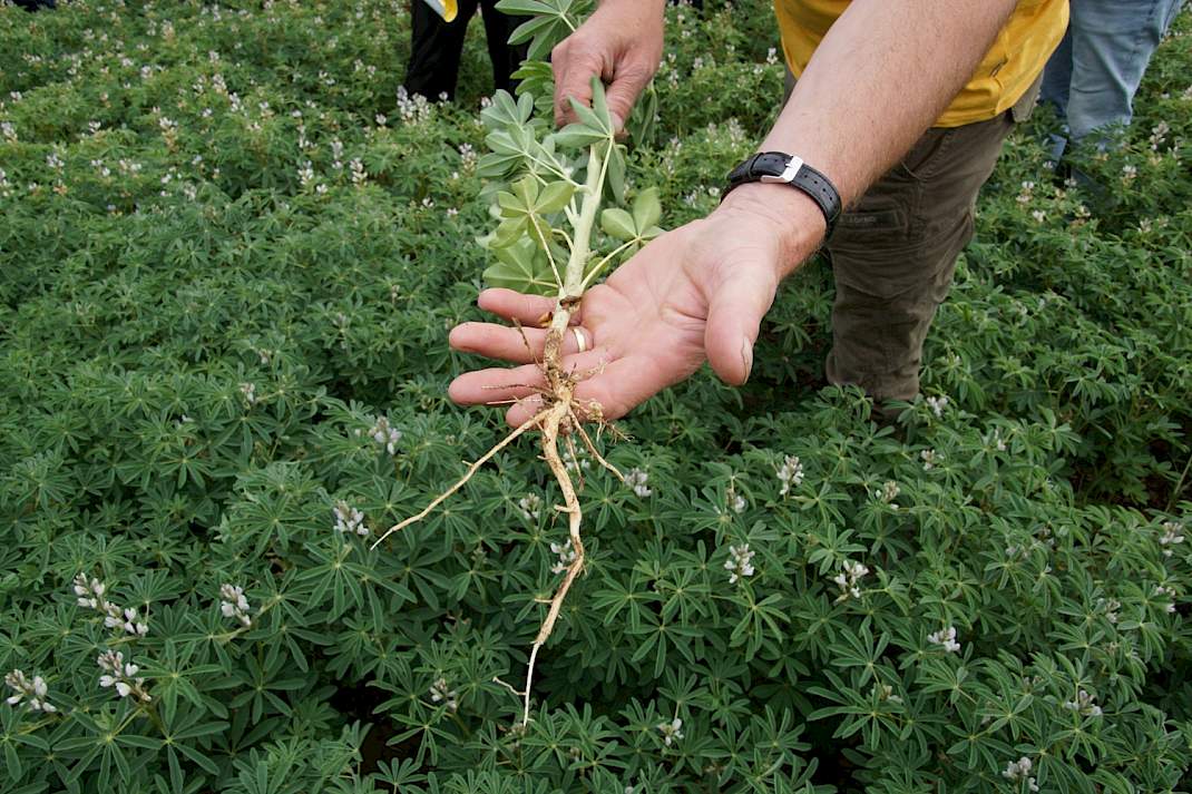 Wortelknolletjes op lupine