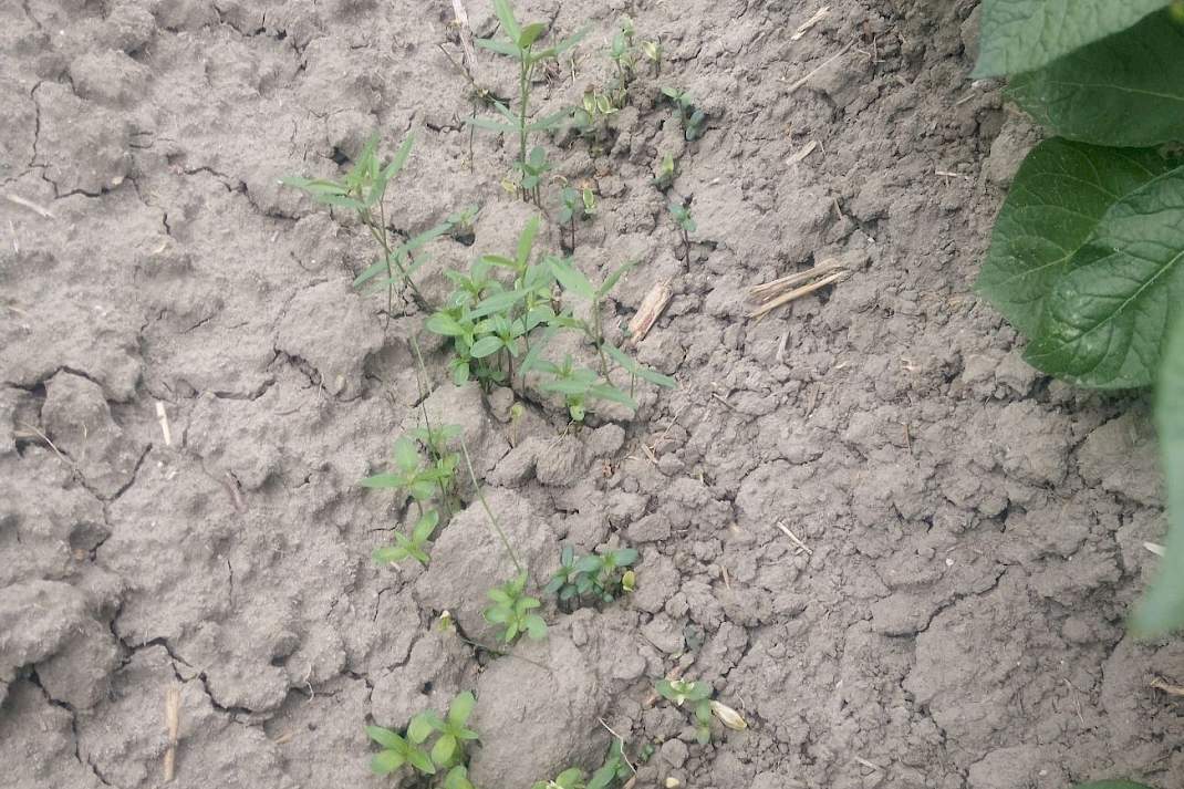 Solanum Pro