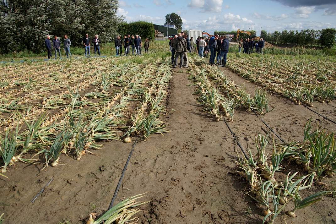 Slangetjes in de uien
