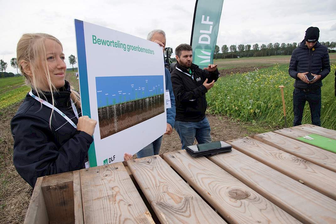 Bewortelingspatronen van groenbemesters.