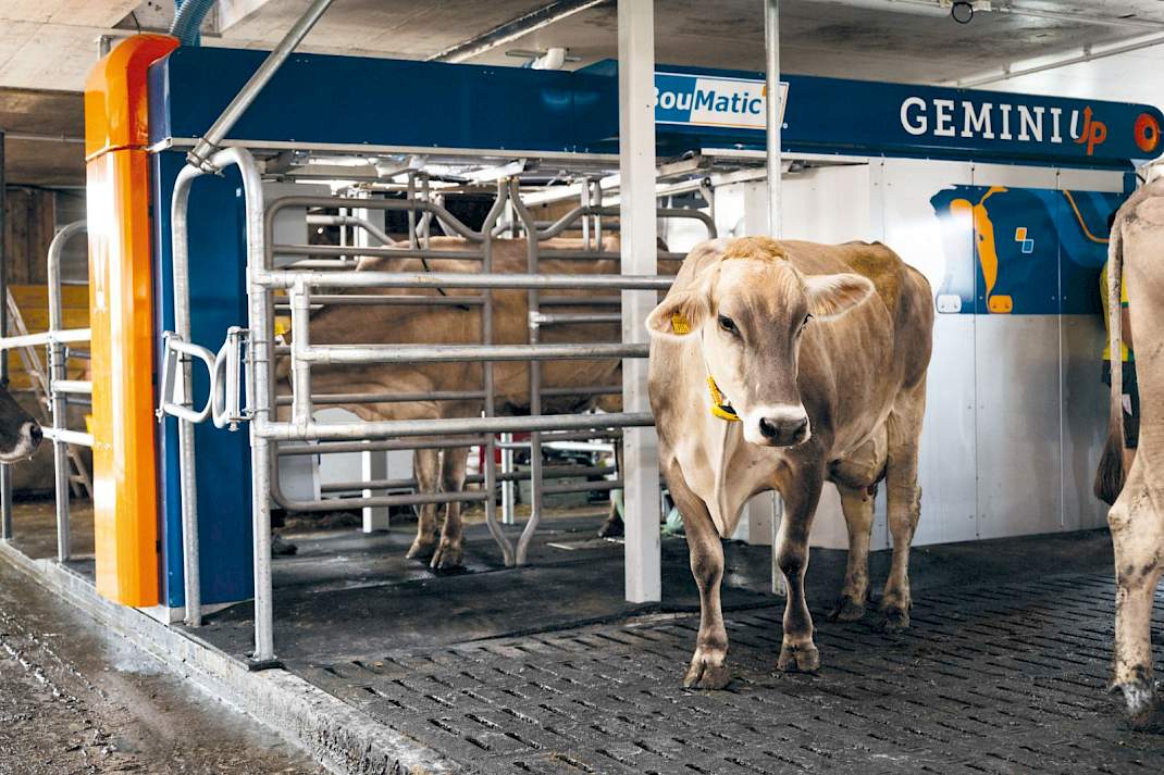 Gemini up cow
