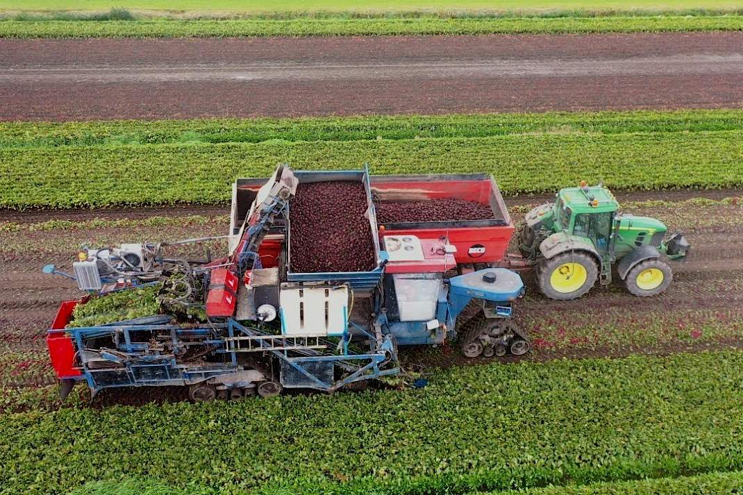 Ursem walhalla van de rode biet met dank aan gespecialiseerde akkerbouwer