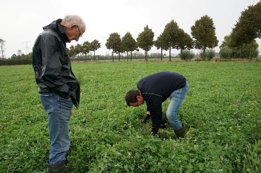 Inkarnaatklaver op het land van Jan Mesu in Oudelande.