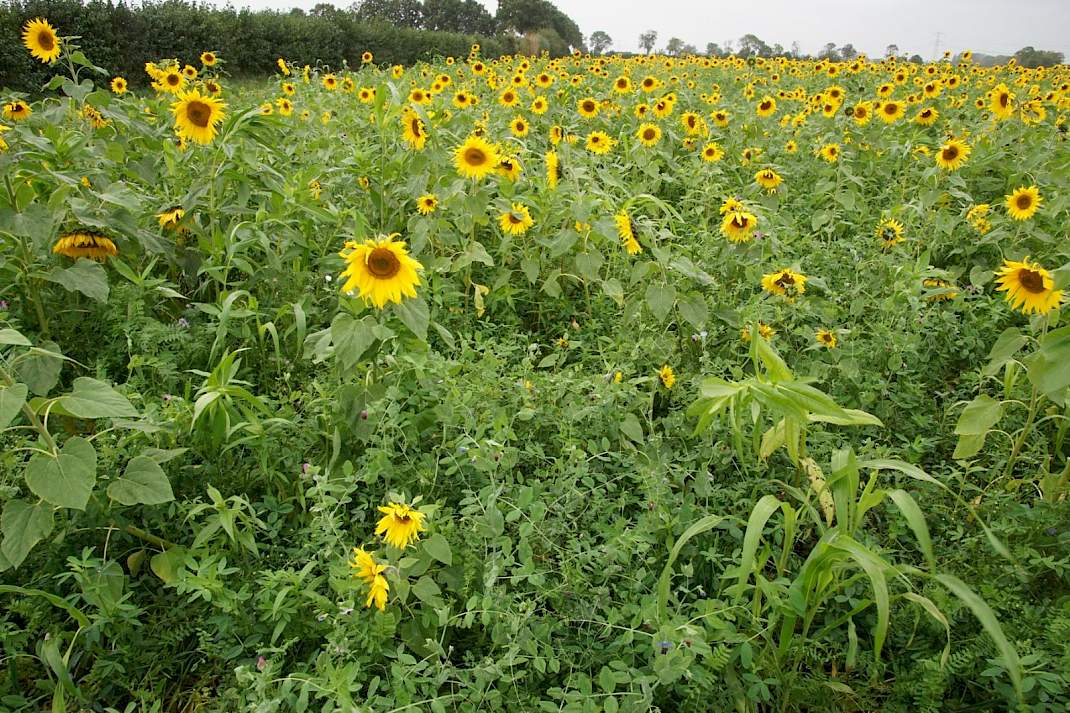 Groenbemester met wel zes soorten vlinderbloemigen en met zonnebloemen en sorghum