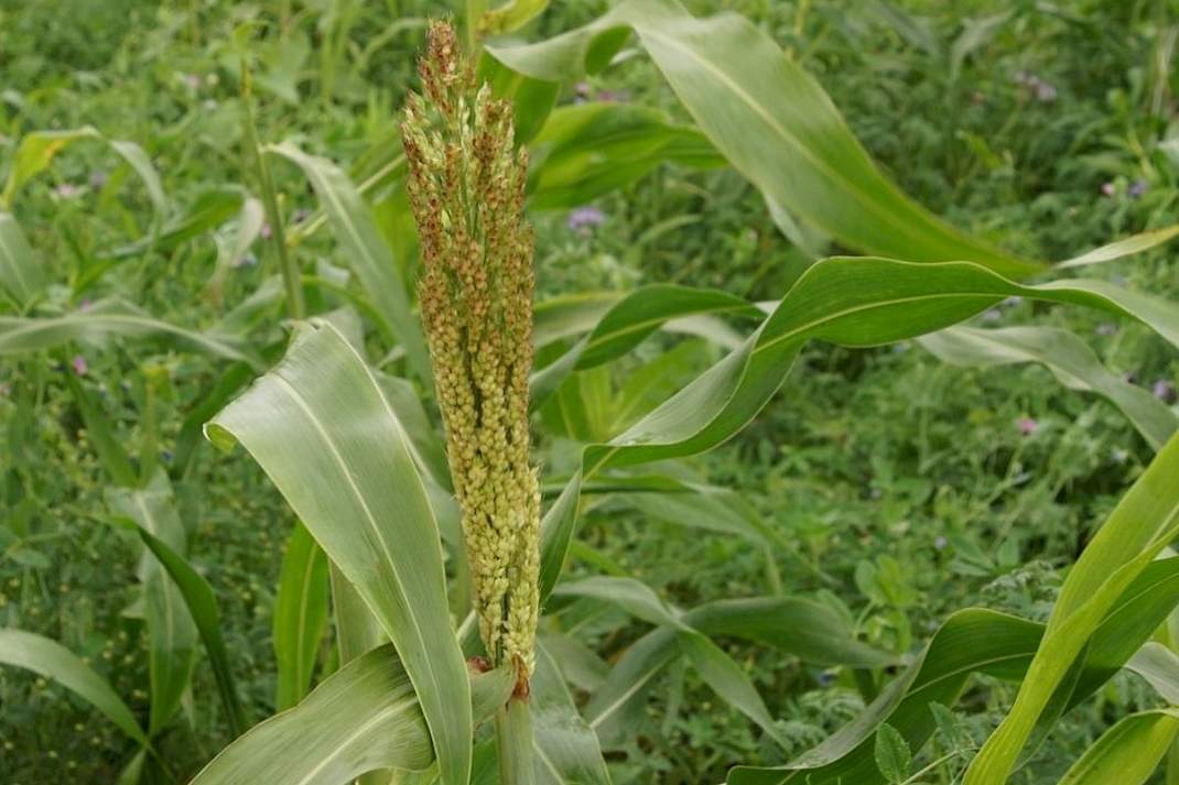 Sorghum en voedererwt.