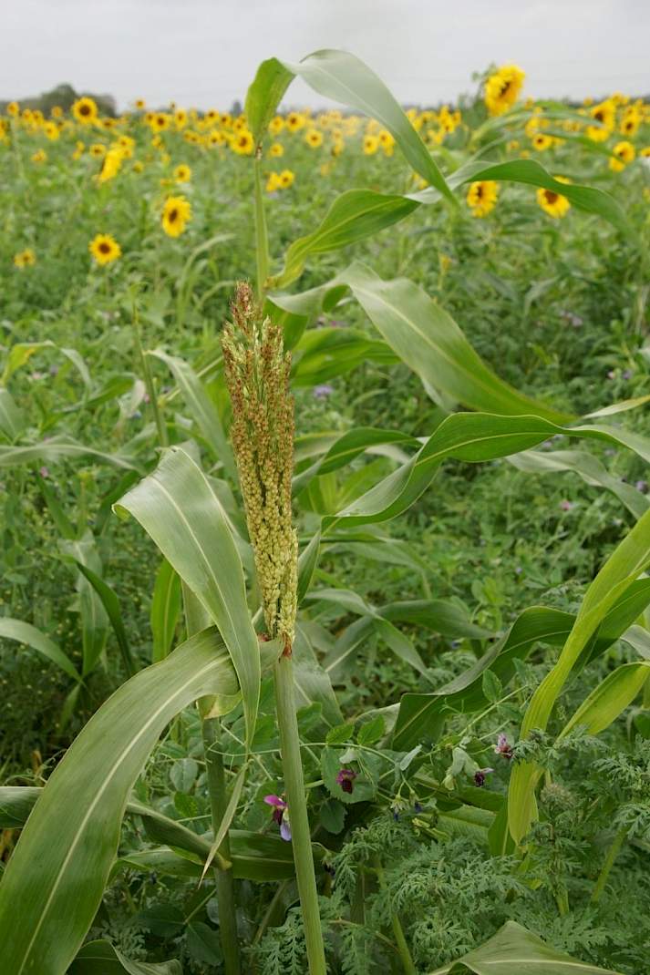 Sorghum en voedererwt.