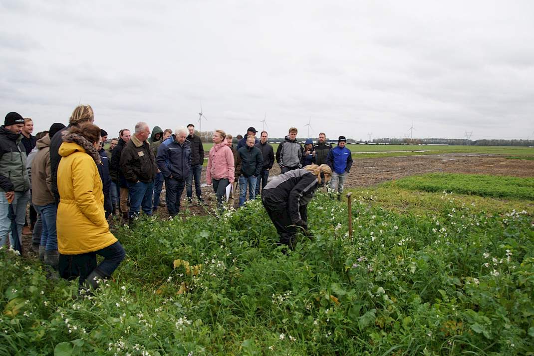 Meer biomassa en drogere bodem door vroege groenbemesterzaai.